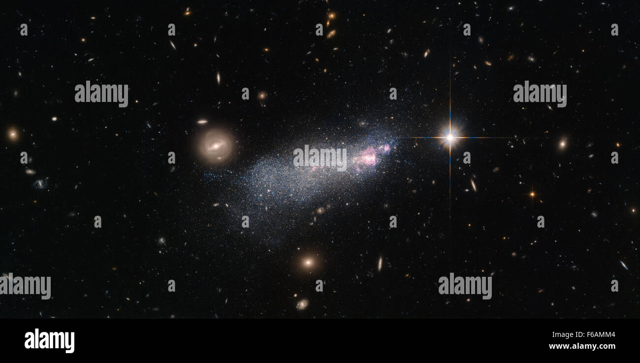Il telescopio spaziale Hubble cattura immagini di stelle di Wolf-Rayet, che sono stelle intense e di breve durata che giocano un ruolo chiave nell'evoluzione stellare. Queste stelle sono osservate all'interno della galassia SBS1415+437, offrendo informazioni sullo sviluppo delle stelle. Foto Stock