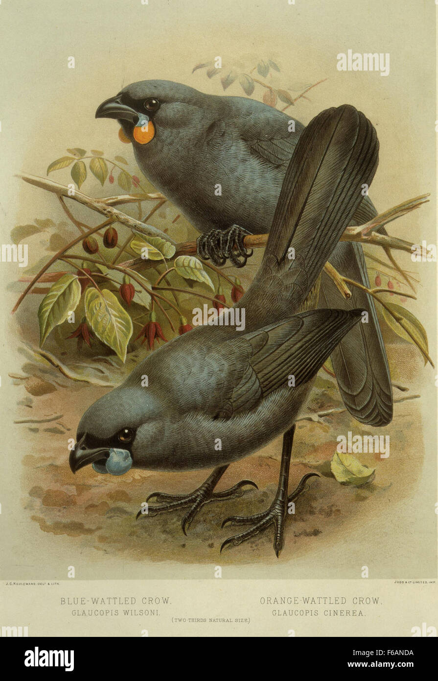 Keulemans, John Gerrard 1842-1912 Blu-wattled crow, Glaucopis wilsoni arancio-wattled crow, Foto Stock
