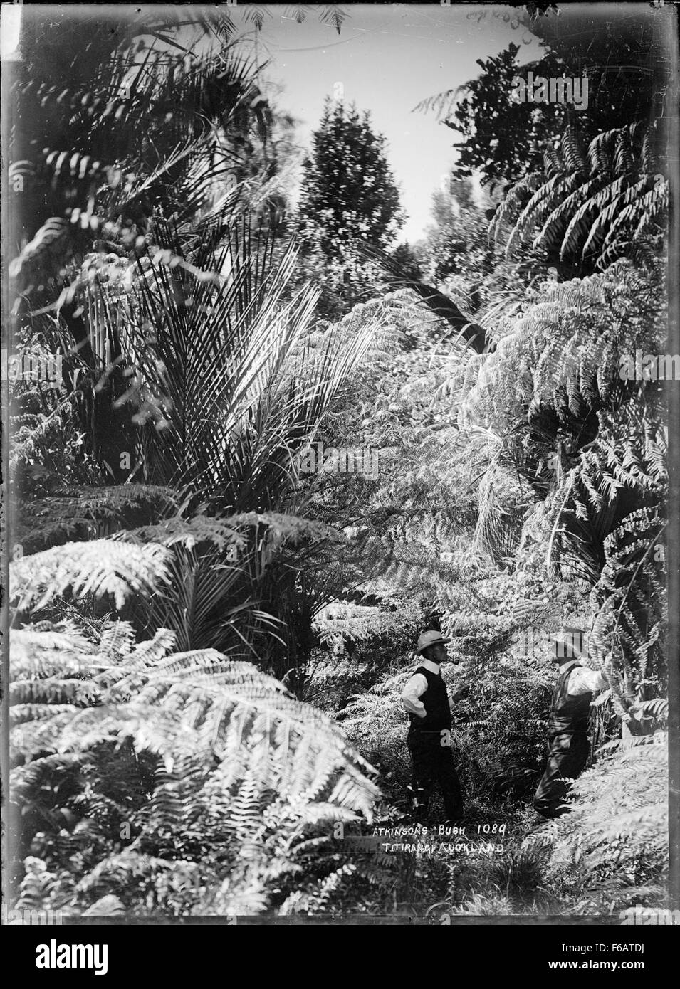 Questa immagine storica mostra il Bush di Atkinson a Titirangi, Auckland, una lussureggiante foresta nativa. La foto riflette la bellezza naturale e la biodiversità della regione, con una fitta vegetazione e specie di alberi autoctone. Foto Stock