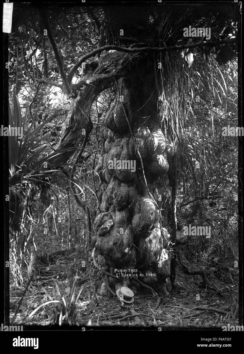 Questa immagine cattura un antico albero *puriri*, una specie nativa della nuova Zelanda conosciuta per il suo suggestivo fogliame verde scuro e le grandi dimensioni. L'albero si trova spesso nelle foreste costiere e di pianura, fornendo un habitat importante per la fauna locale. Foto Stock