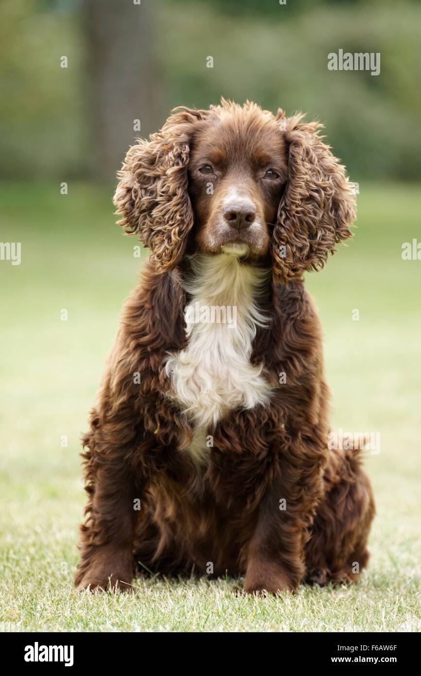 Fegato e lavoro bianco cocker spaniel Foto Stock