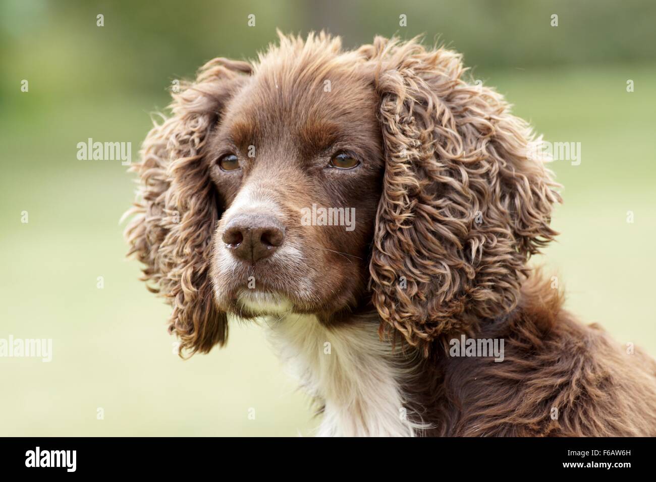 Fegato e lavoro bianco cocker spaniel Foto Stock