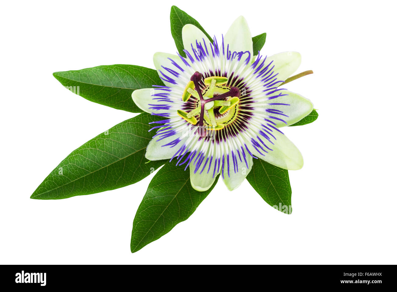 Fiore della passione (Passiflora) Foto Stock