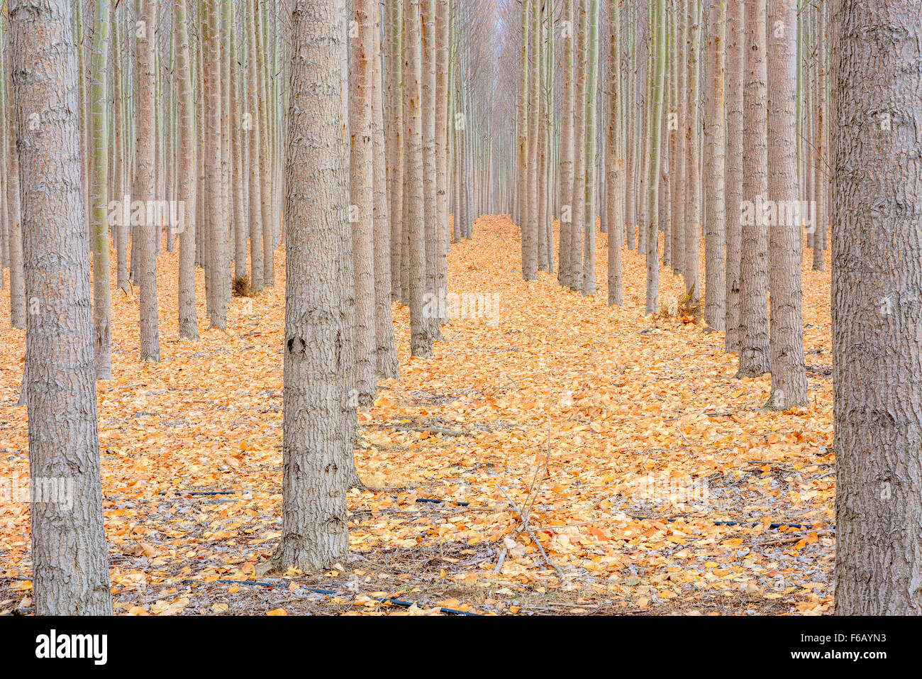 Tree Farm filari di alberi in autunno Foto Stock