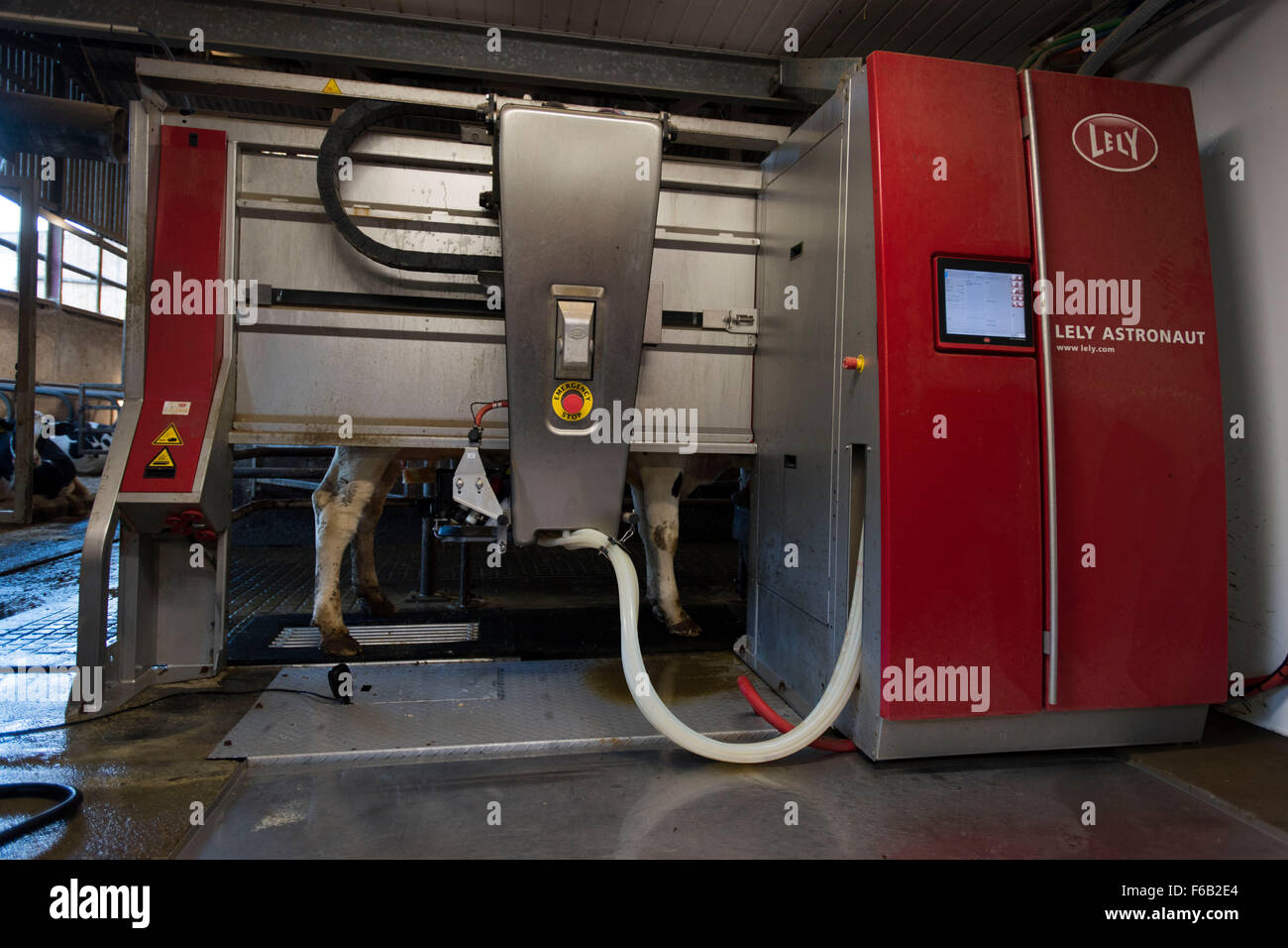 Un sistema automatico di mungitura di macchina per vacche presso un caseificio di Usk, nel Galles del Sud. Noto anche come volontario di impianto di mungitura. Foto Stock Un sistema automatico di mungitura di macchina per vacche presso un caseificio di Usk, nel Galles del Sud. Noto anche come volontario di impianto di mungitura. Foto Stock