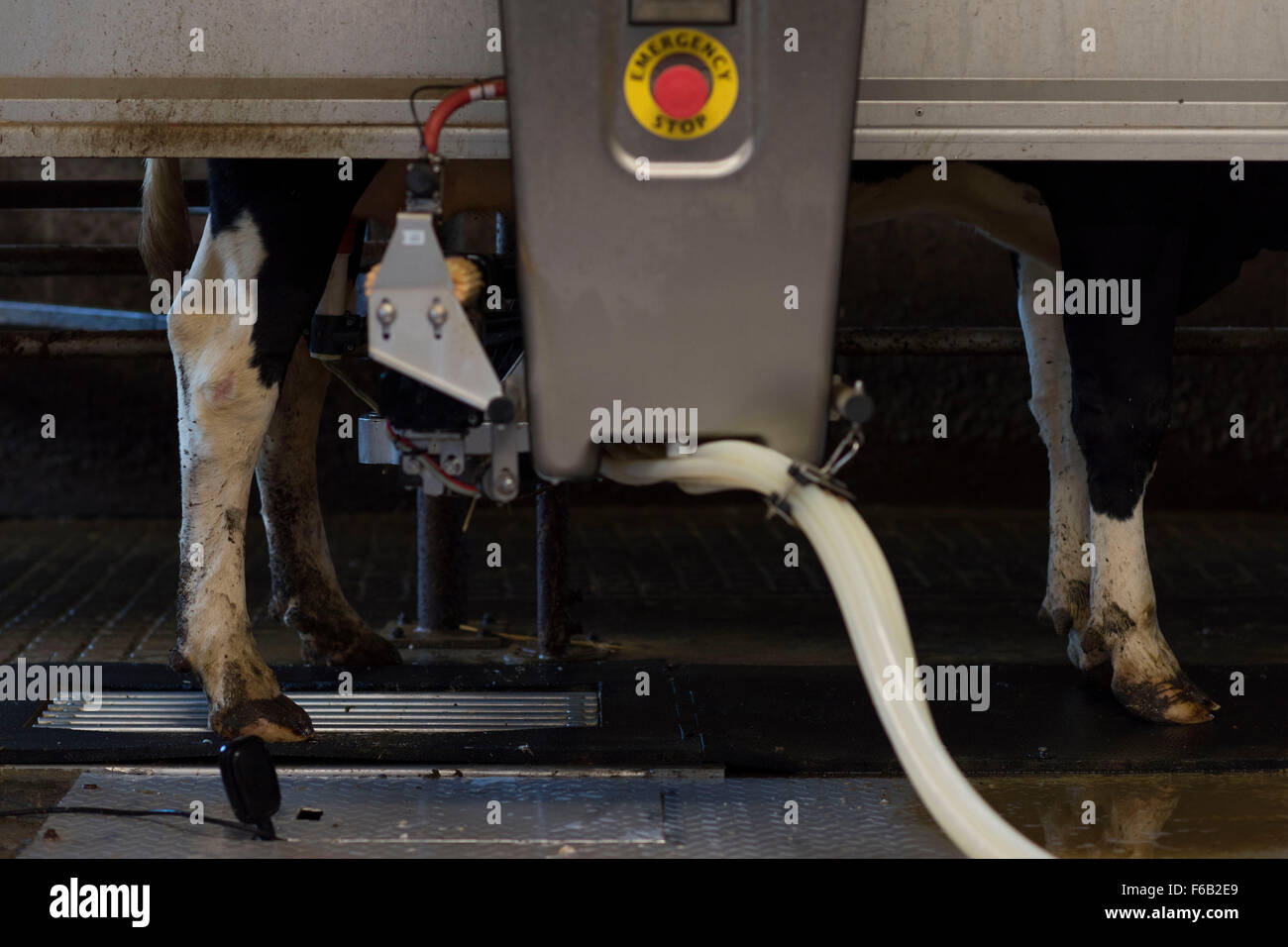 Un sistema automatico di mungitura di macchina per vacche presso un caseificio di Usk, nel Galles del Sud. Noto anche come volontario di impianto di mungitura. Foto Stock Un sistema automatico di mungitura di macchina per vacche presso un caseificio di Usk, nel Galles del Sud. Noto anche come volontario di impianto di mungitura. Foto Stock