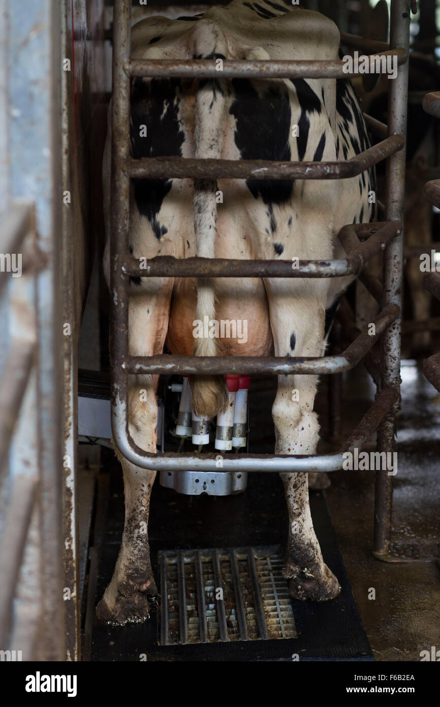 Un sistema automatico di mungitura di macchina per vacche presso un caseificio di Usk, nel Galles del Sud. Noto anche come volontario di impianto di mungitura. Foto Stock