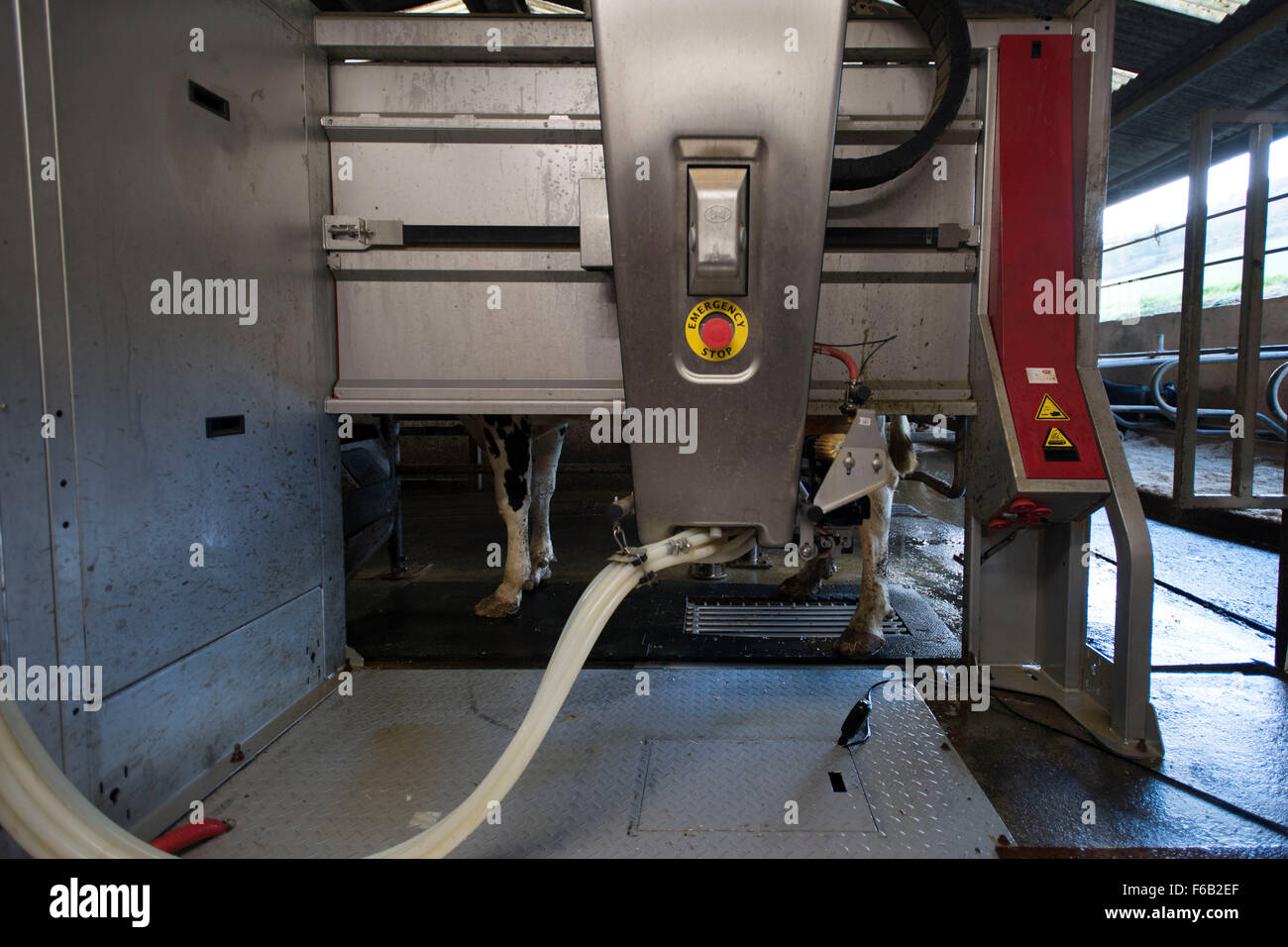 Un sistema automatico di mungitura di macchina per vacche presso un caseificio di Usk, nel Galles del Sud. Noto anche come volontario di impianto di mungitura. Foto Stock