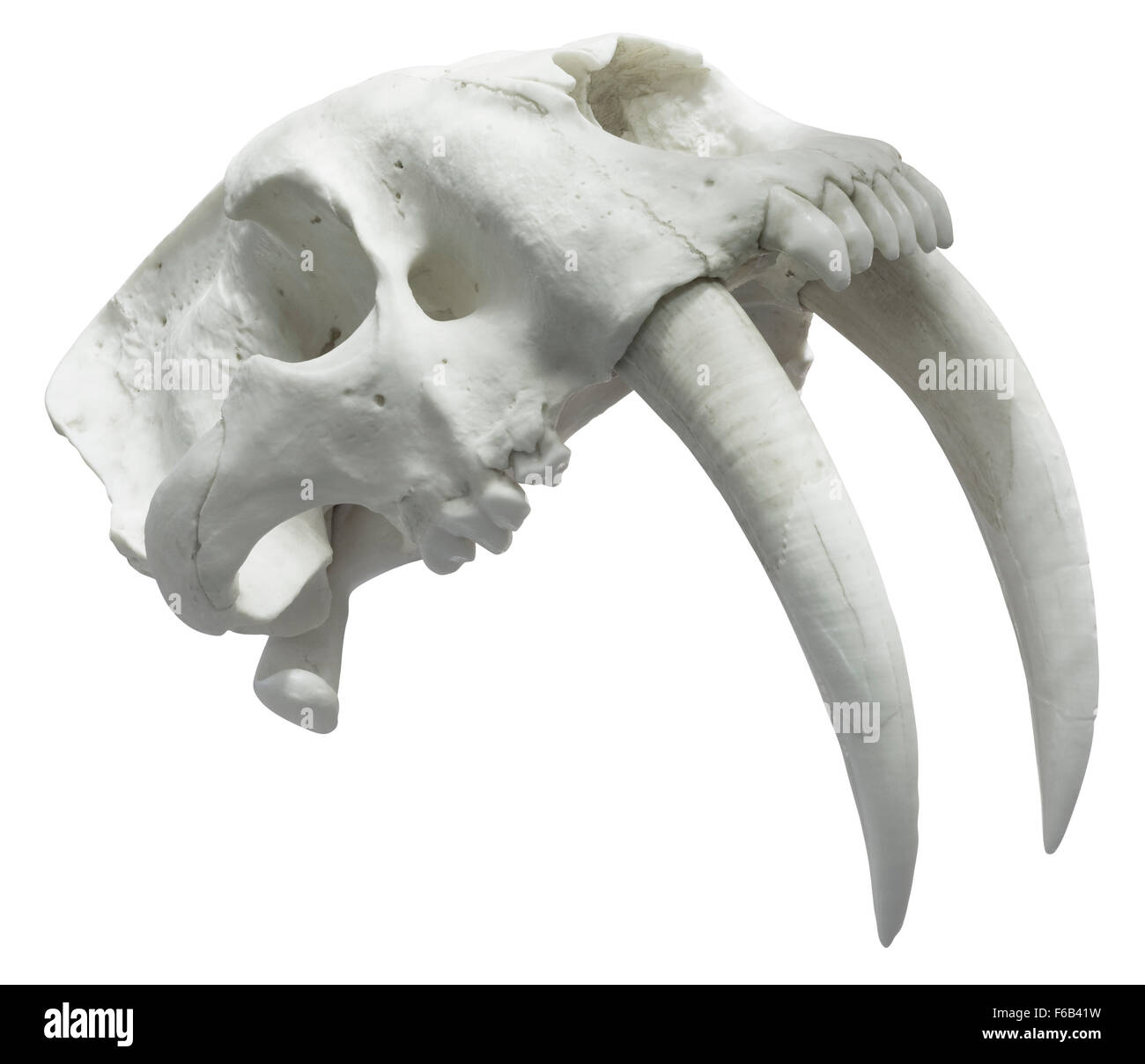 Cranio Smilodon isolato con tracciato di ritaglio Foto Stock