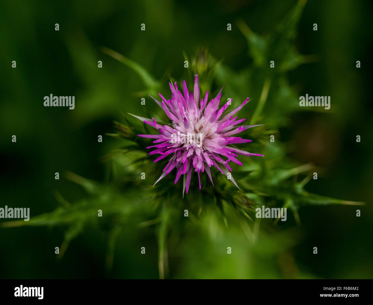 Mandala: viola fiore di cardo profonda sullo sfondo di sharp spine spine Foto Stock