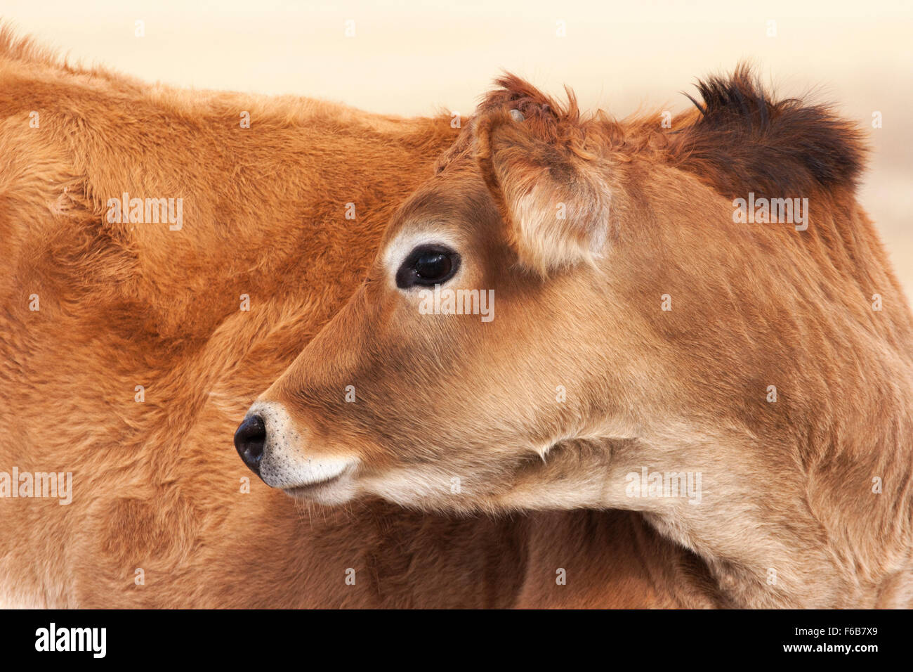 Maglia polpaccio da vicino, guardando indietro Foto Stock
