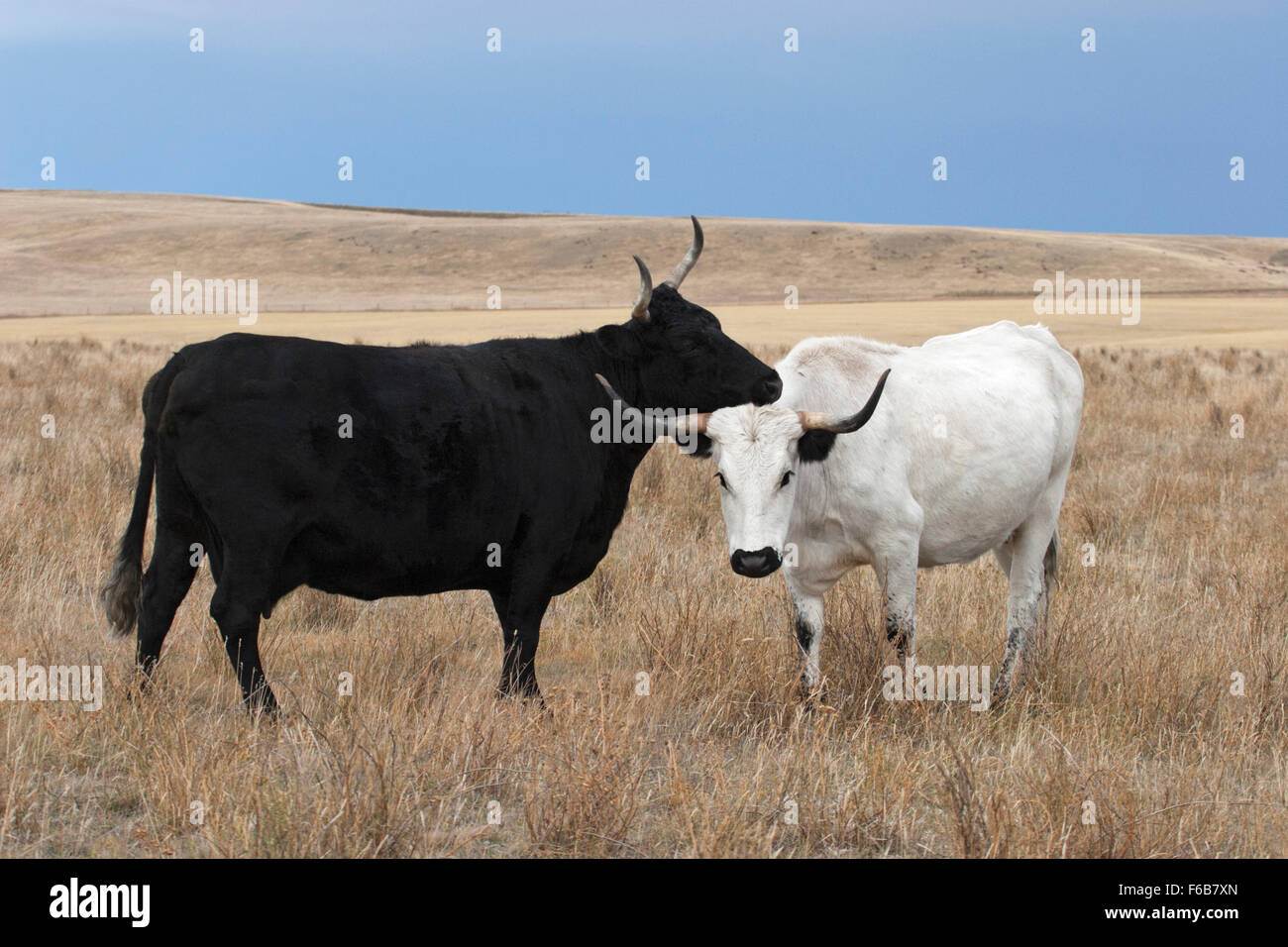 Irish Kerry mucca nera grooming White Park-crossbred mucca in prateria pascolo Foto Stock