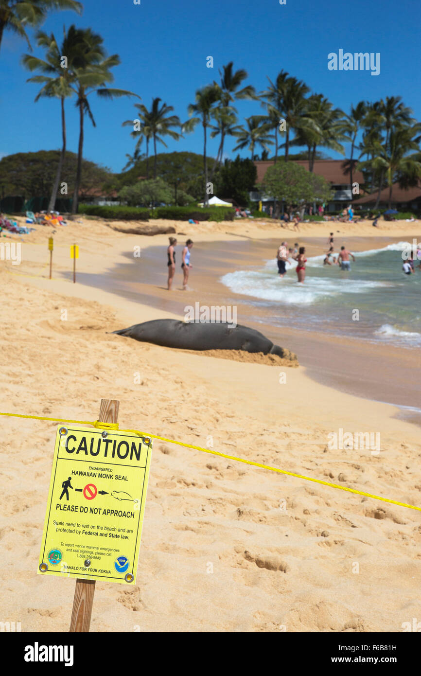 Incinta Sigillo Monk Hawaiiano che riposa sulla spiaggia di Poipu. La zona è stata temporaneamente segnalata e stracciata dal personale dell'hotel quando il sigillo è arrivato a terra Foto Stock