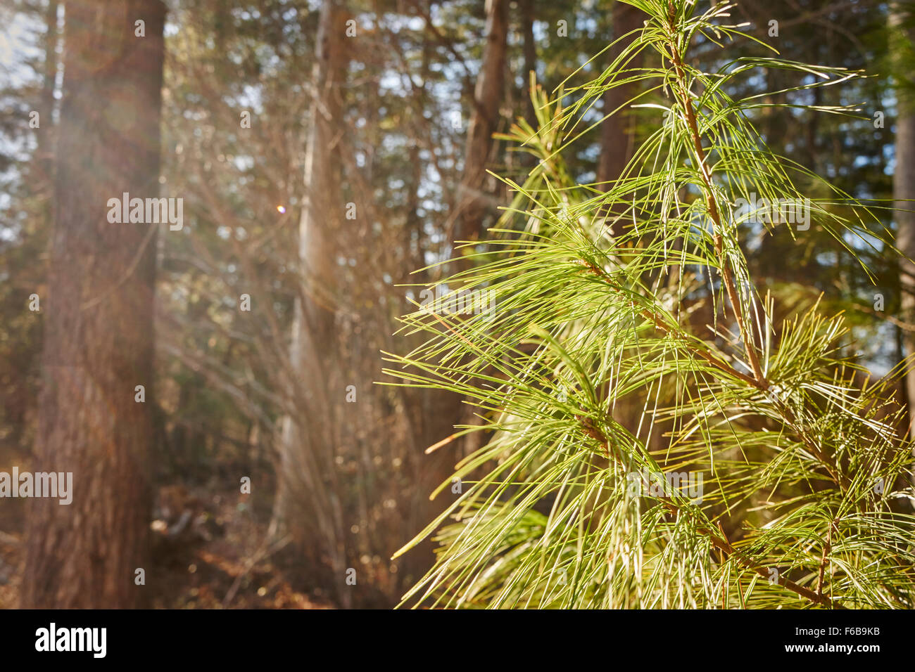 Foresta di pini e di aghi, Maryland, Stati Uniti d'America Foto Stock