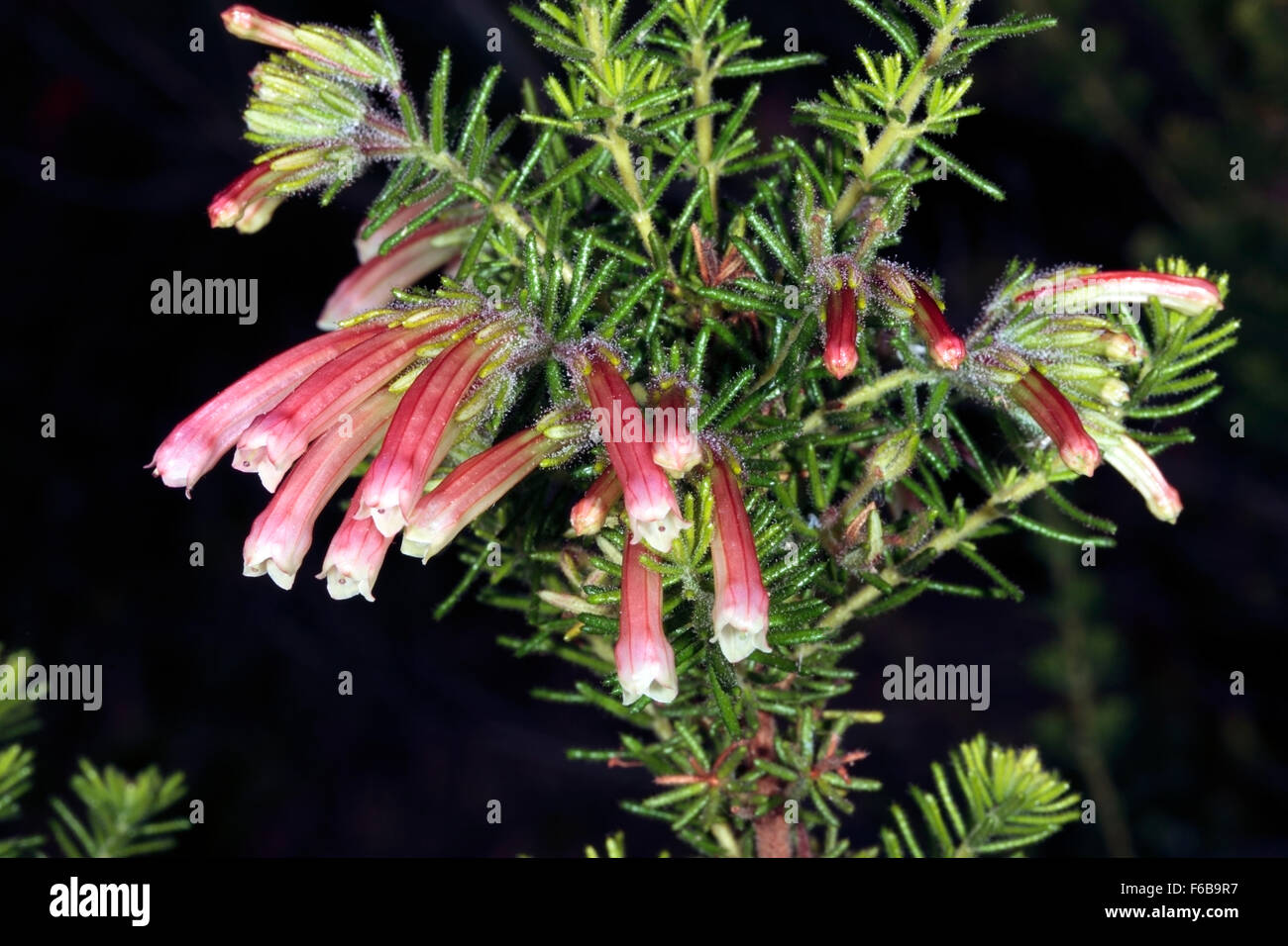 Close-up di fiori di Erica glandulosa- Famiglia Ericaceae Foto Stock