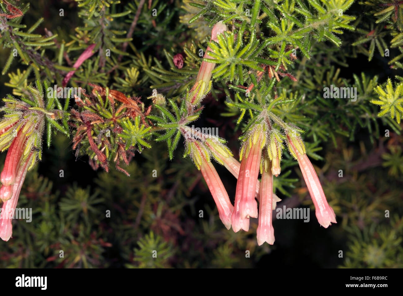 Close-up di fiori di Erica glandulosa- Famiglia Ericaceae Foto Stock