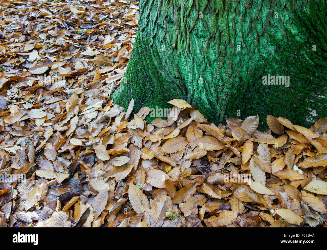 Castanea sativa. Caduto castagno lascia accanto al tronco di albero ricoperte da alghe in autunno. Regno Unito Foto Stock