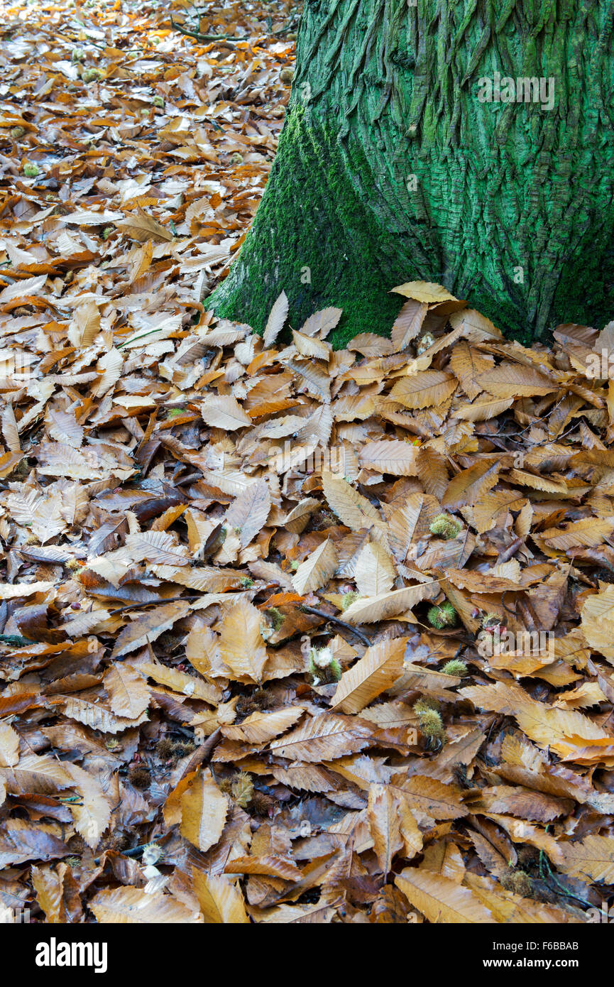 Castanea sativa. Caduto castagno lascia accanto al tronco di albero ricoperte da alghe in autunno. Regno Unito Foto Stock