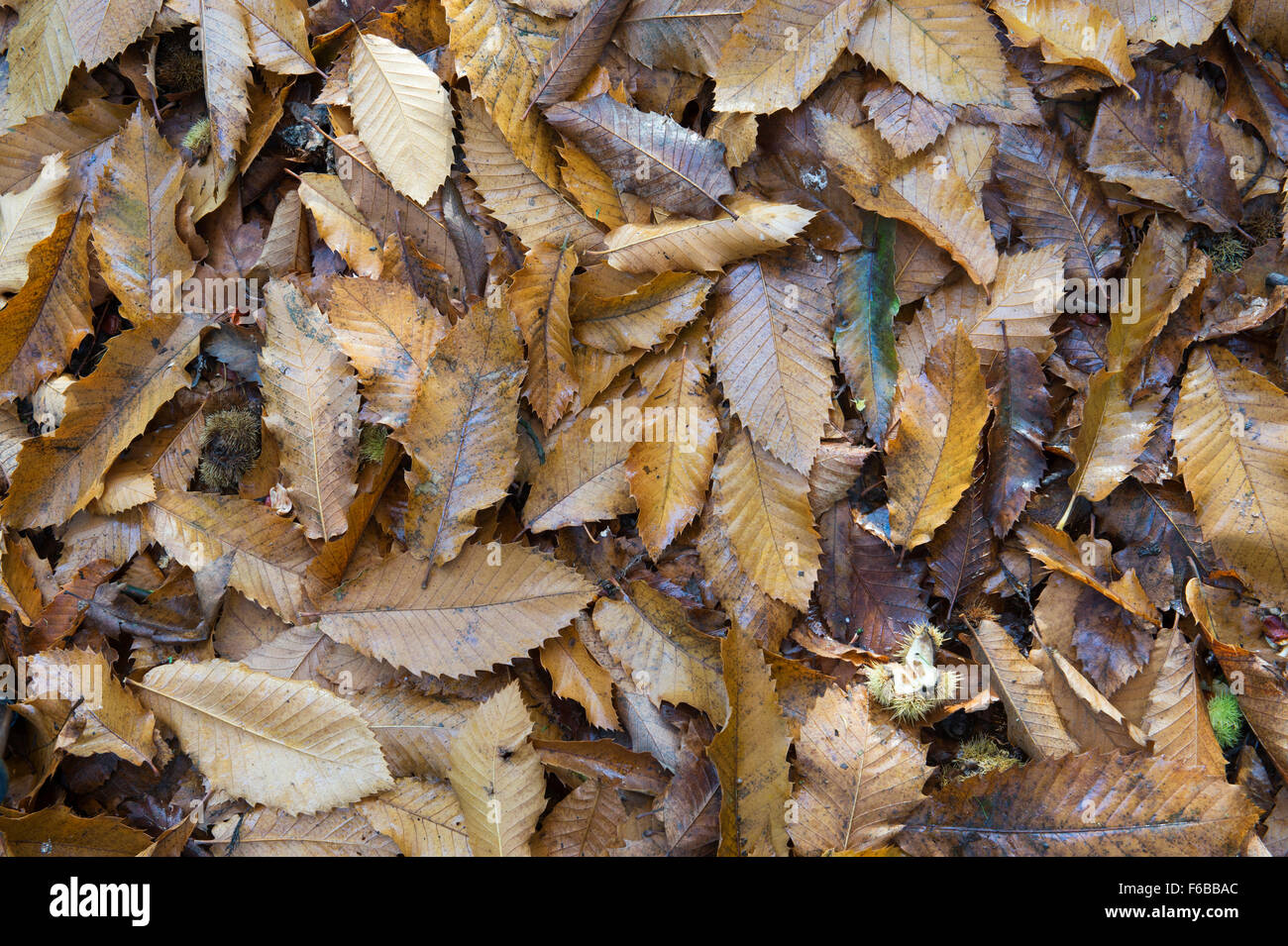 Castanea sativa. Caduto castagno le foglie in autunno. Regno Unito Foto Stock