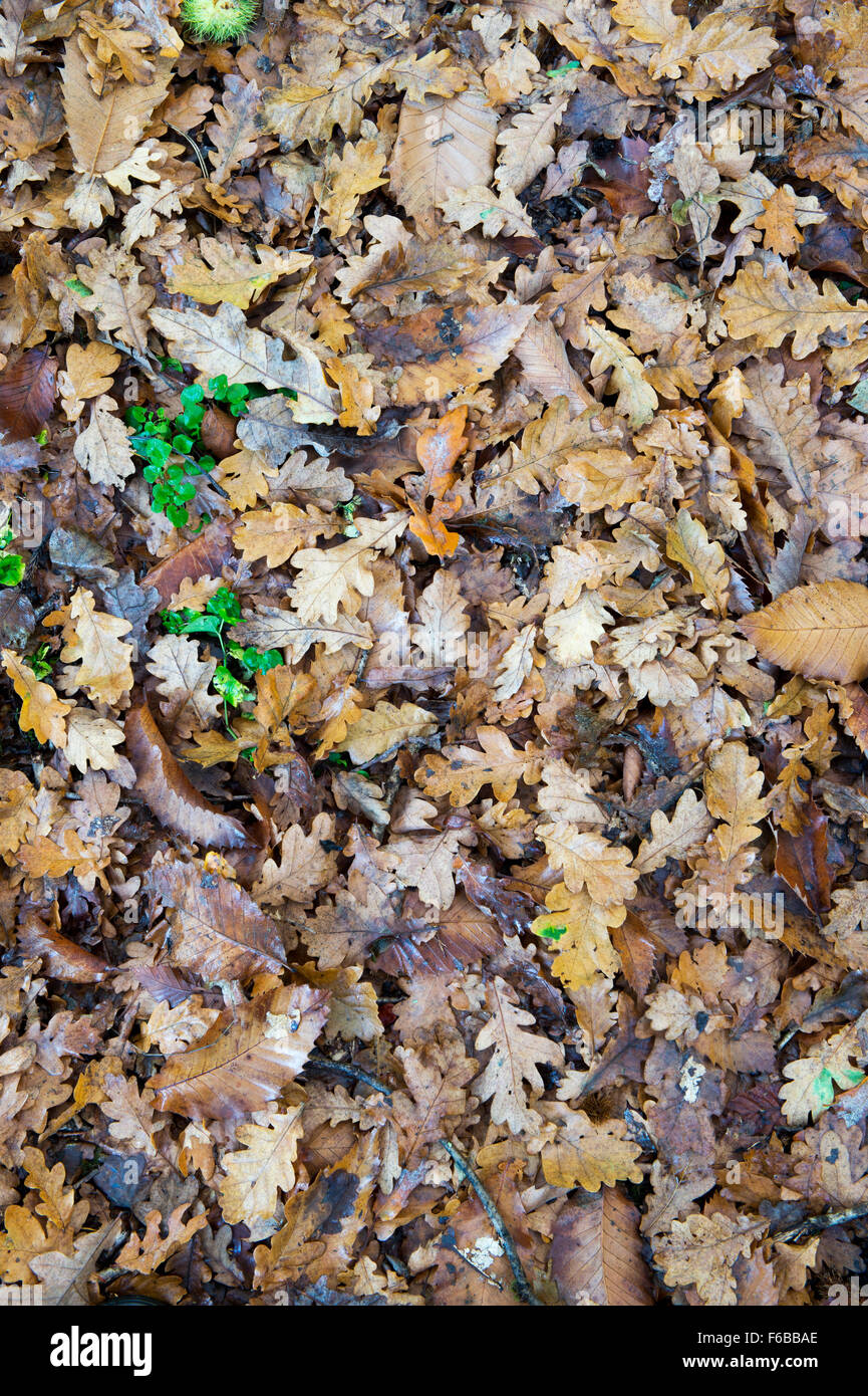 Castanea sativa e Quercus robur. Caduto il dolce di castagno e di quercia le foglie in autunno. Regno Unito Foto Stock