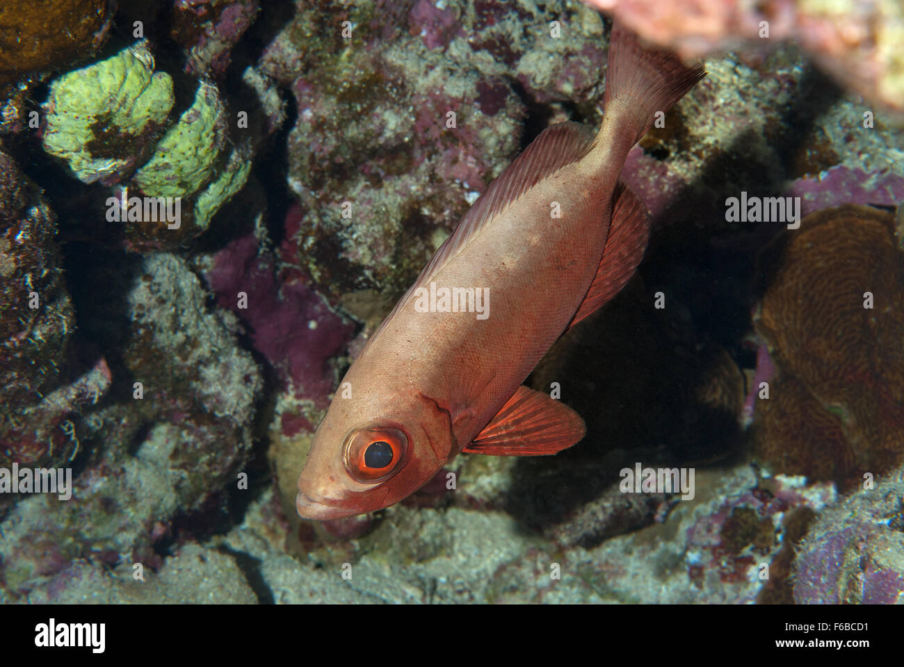 Occhio grande pesce (Priacanthus hamrur), Priacanthidae, Sharm el Sheikh, Mar Rosso, Egitto Foto Stock