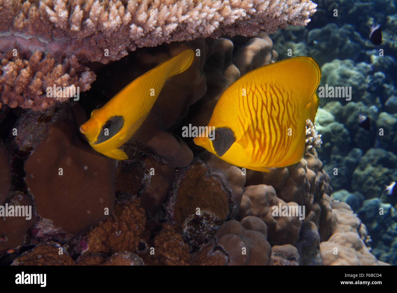 Bluecheek butterflyfish Chaetodon semilarvatus, Chaetodontidae, Sharm el Sheikh, Mar Rosso, Egitto Foto Stock