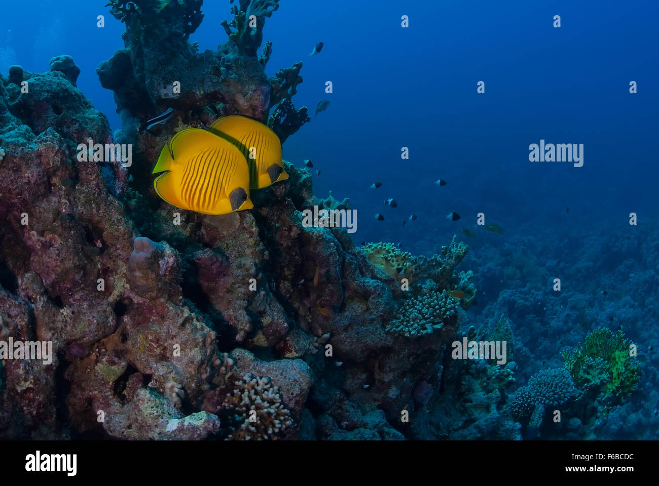 Bluecheek butterflyfish Chaetodon semilarvatus, Chaetodontidae, Sharm el Sheikh, Mar Rosso, Egitto Foto Stock