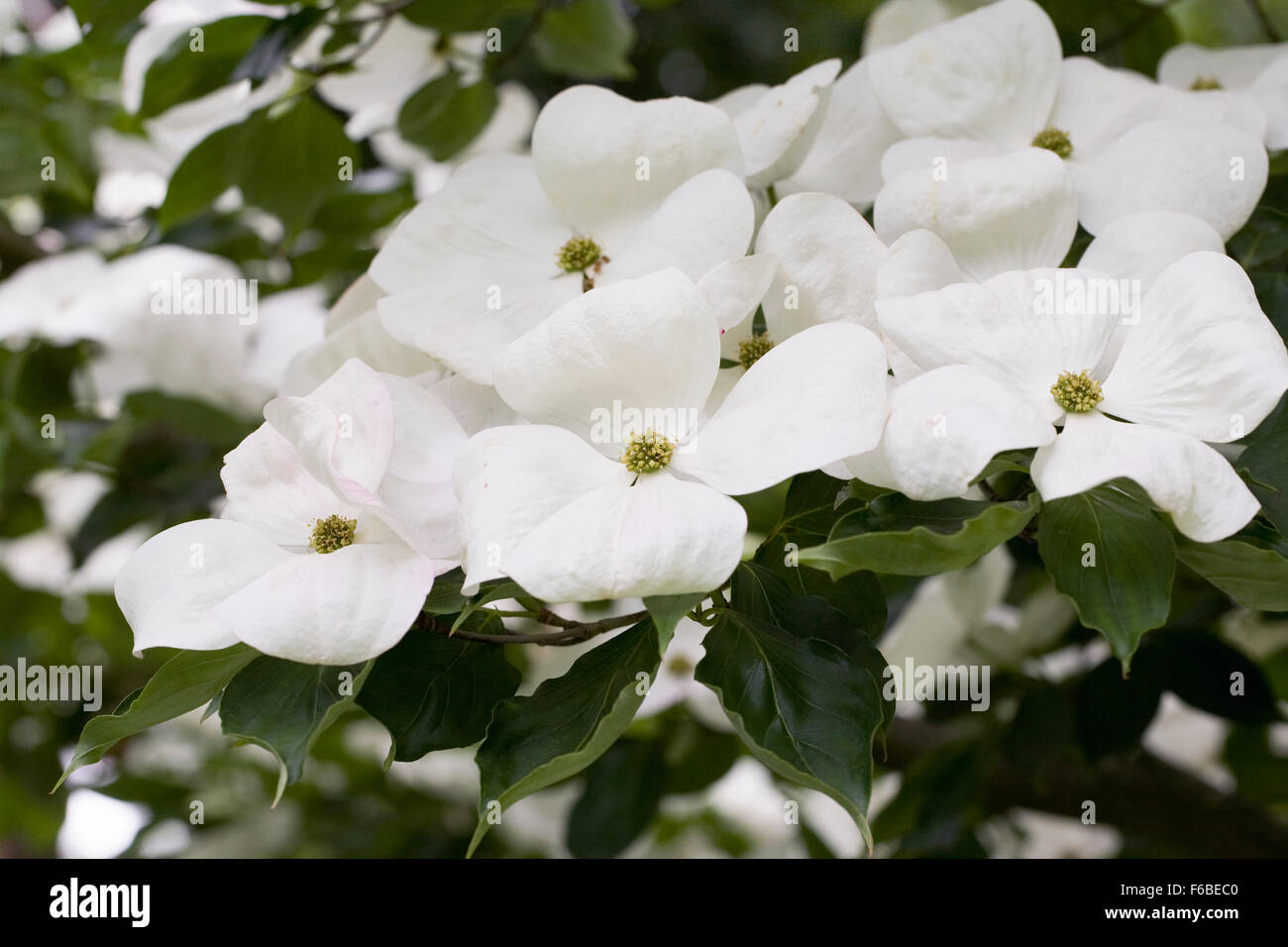 Cornus "Venus" fiori. Foto Stock