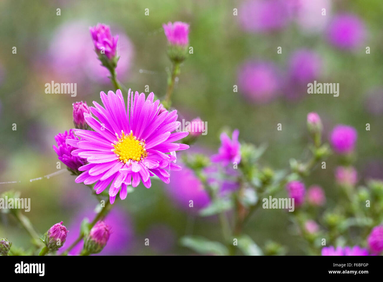 Aster novi-belgii 'Erica' Fiori. Foto Stock