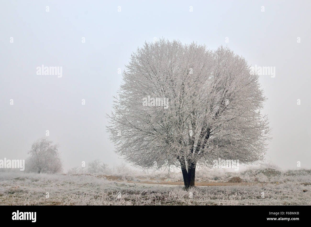 Albero solitario in un campo in un mattino senza nuvole Foto Stock