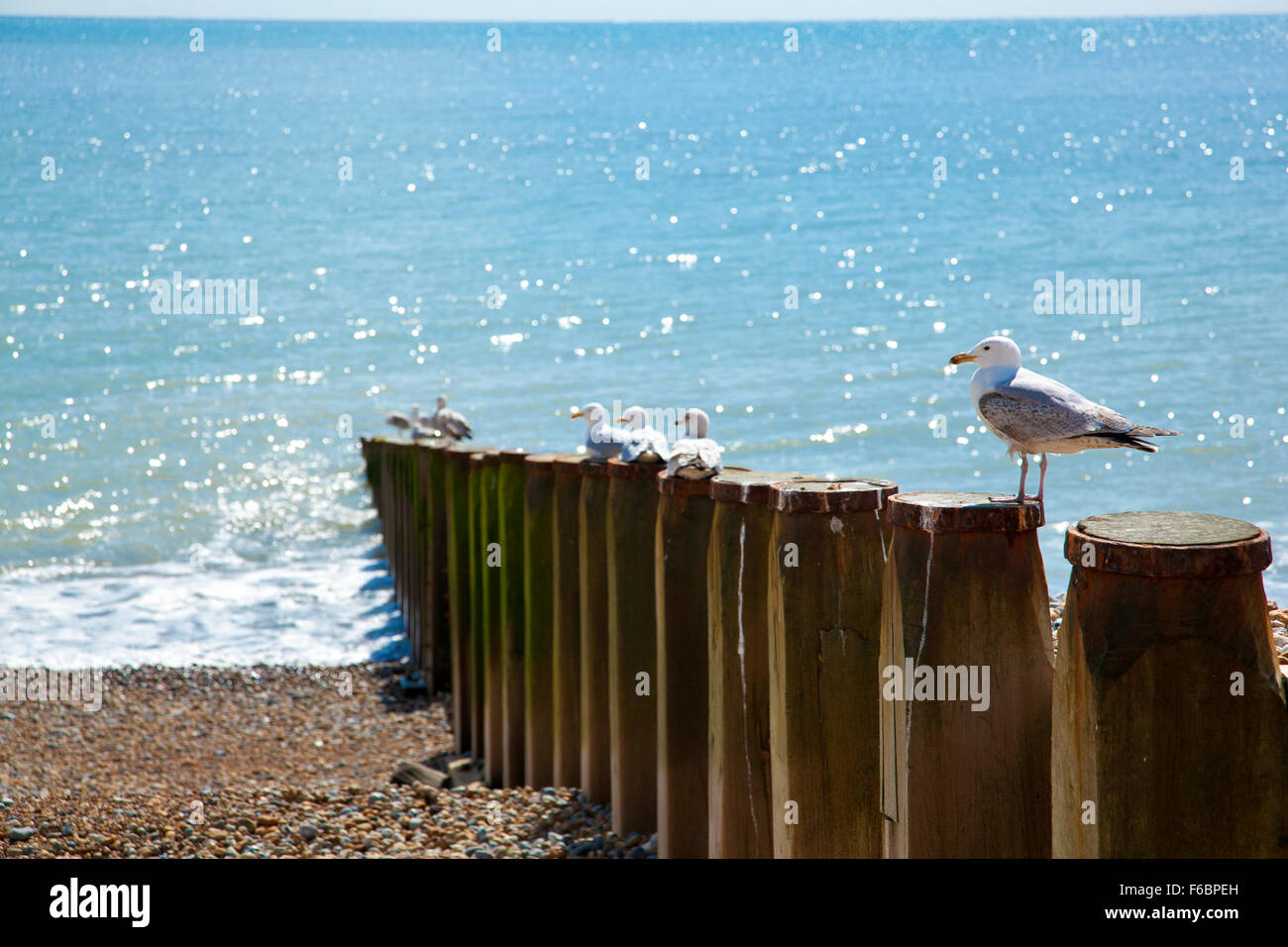 Gabbiani seduto sulla parte superiore di legno le difese costiere in Eastbourne, Inghilterra Foto Stock