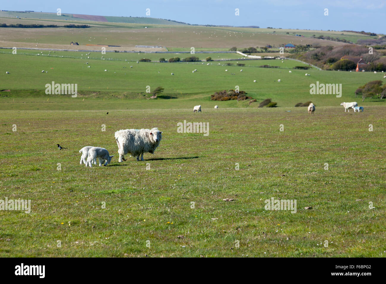 Pecora con due giovani agnelli pascolano in un campo, Eastbourne, Inghilterra Foto Stock