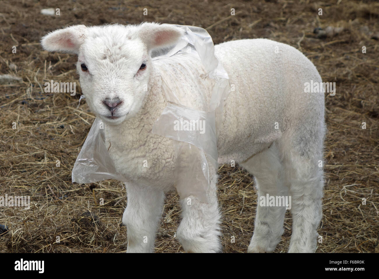 Agnello indossando un biodegradabile camicia in politene per aiutare a tenere al caldo durante una molla a freddo in Cumbria, Regno Unito Foto Stock