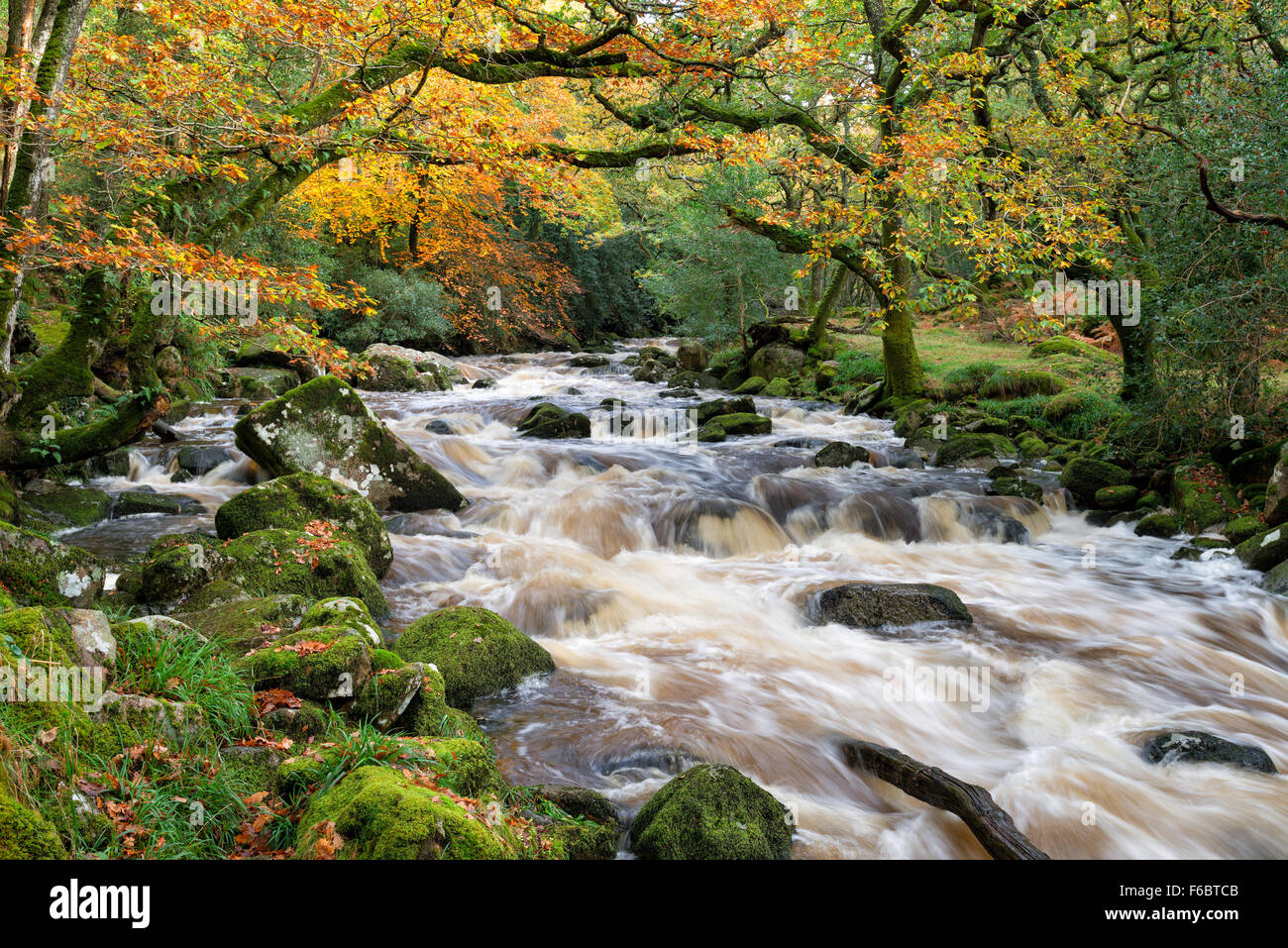 Autunno sulle rive del fiume Plym come fluisce attraverso il bosco a Deverstone su Dartmoor in Devon Foto Stock