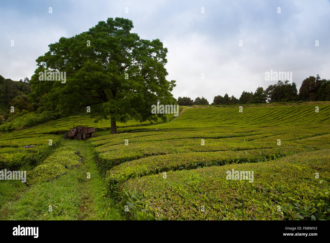 Porto Formoso la piantagione di tè, Sao Migue, Azzorre.Tea Factory, fondata da Amancio Machado Faria e Maia, operato tra il 1920 Foto Stock