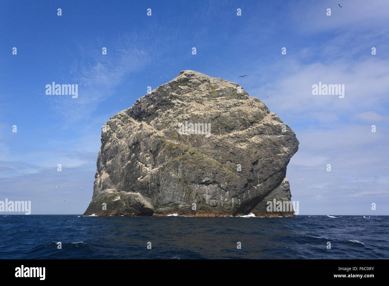 Una colonia di sule su stac Lee, una pila di mare in St Kilda arcipelago, Scotland, Regno Unito Foto Stock