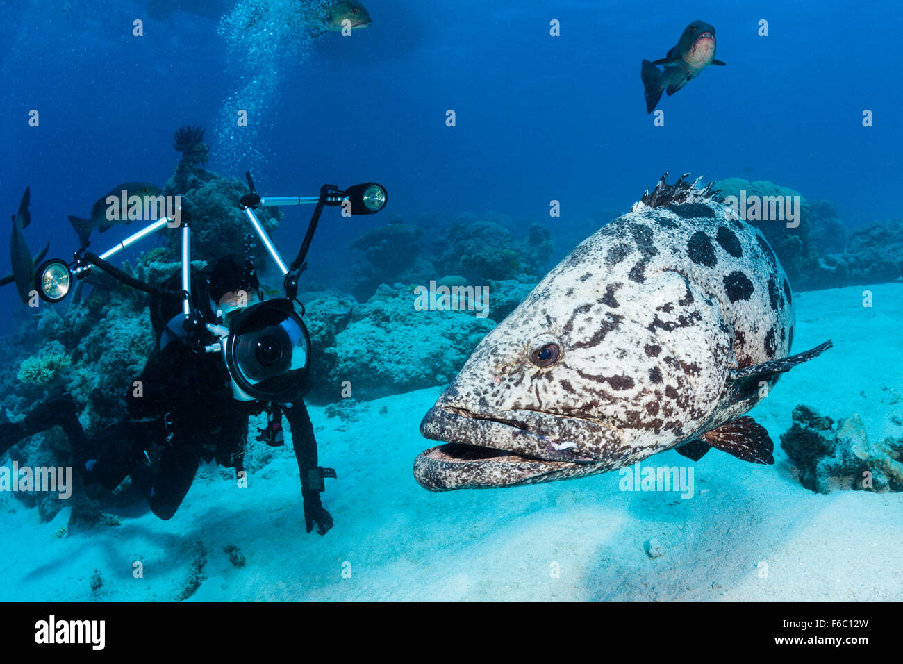 Scuba Diver di scattare le foto della fecola di patate Cod, Epinephelus tukula, foro di merluzzo, della Grande Barriera Corallina, Australia Foto Stock