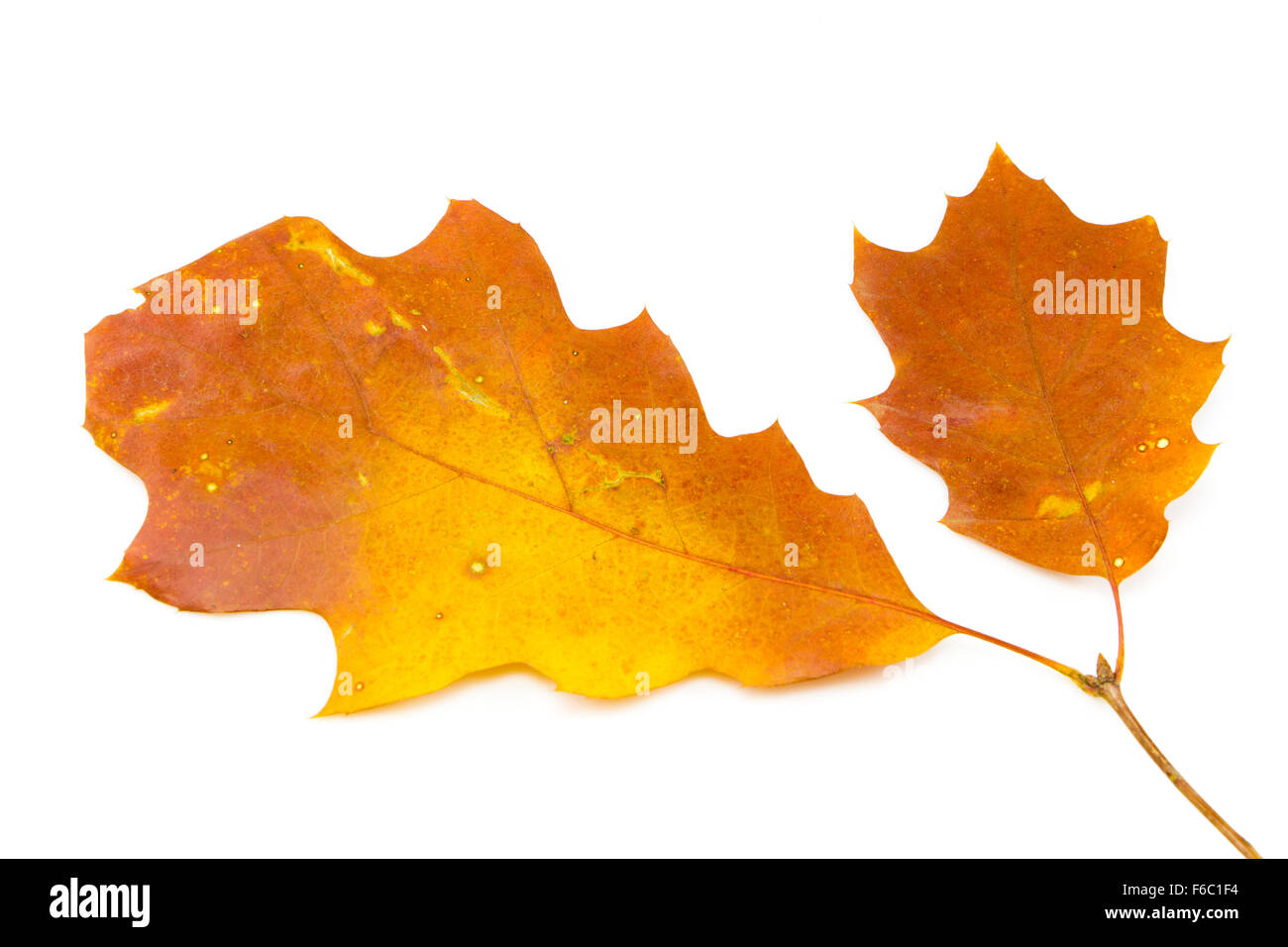In autunno le foglie di quercia su sfondo bianco Foto Stock