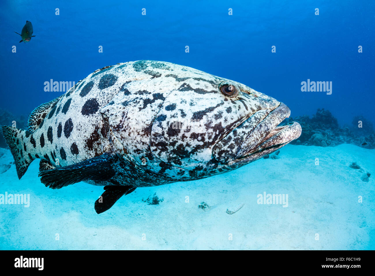 Potato Cod, Epinephelus tukula, foro di merluzzo, della Grande Barriera Corallina, Australia Foto Stock