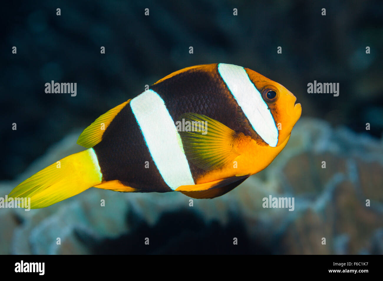 Clarks Anemonefish, Amphiprion clarkii, della Grande Barriera Corallina, Australia Foto Stock