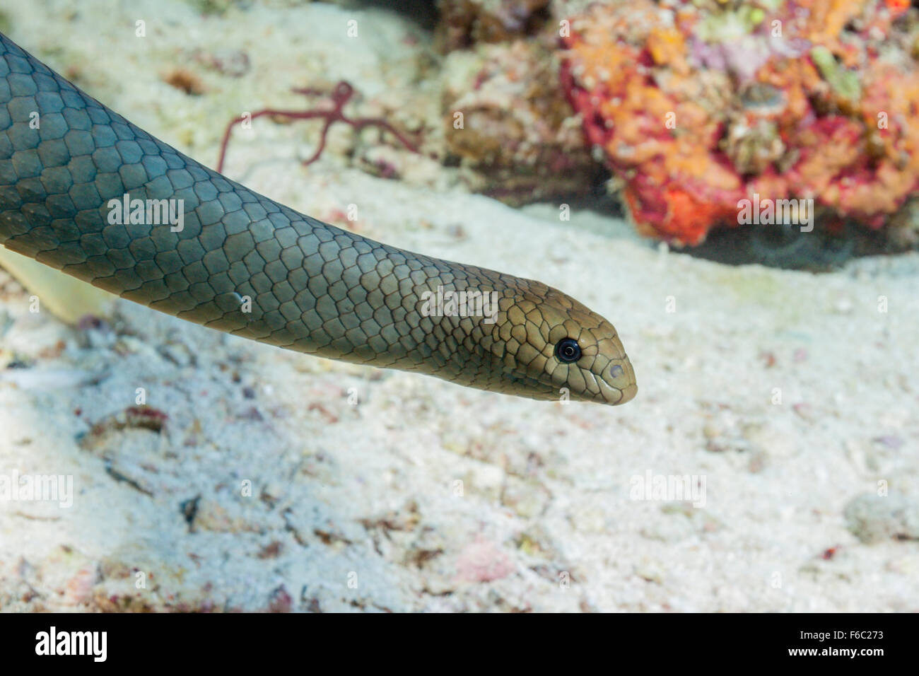 Oliva velenosi serpenti di mare, Aipysurus laevis, della Grande Barriera Corallina, Australia Foto Stock