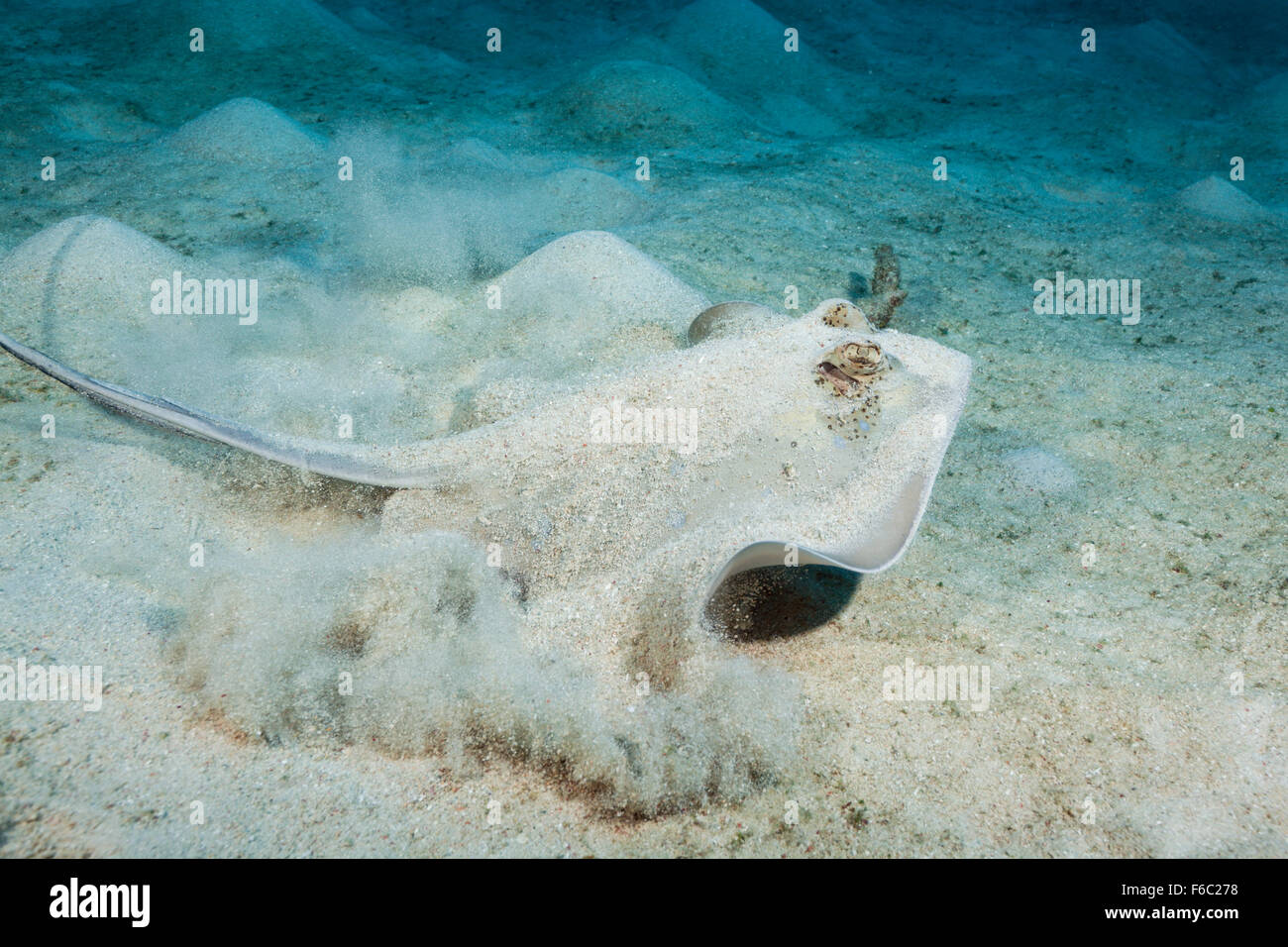 Bluespotted Maskray, Neotrygon kuhlii, della Grande Barriera Corallina, Australia Foto Stock