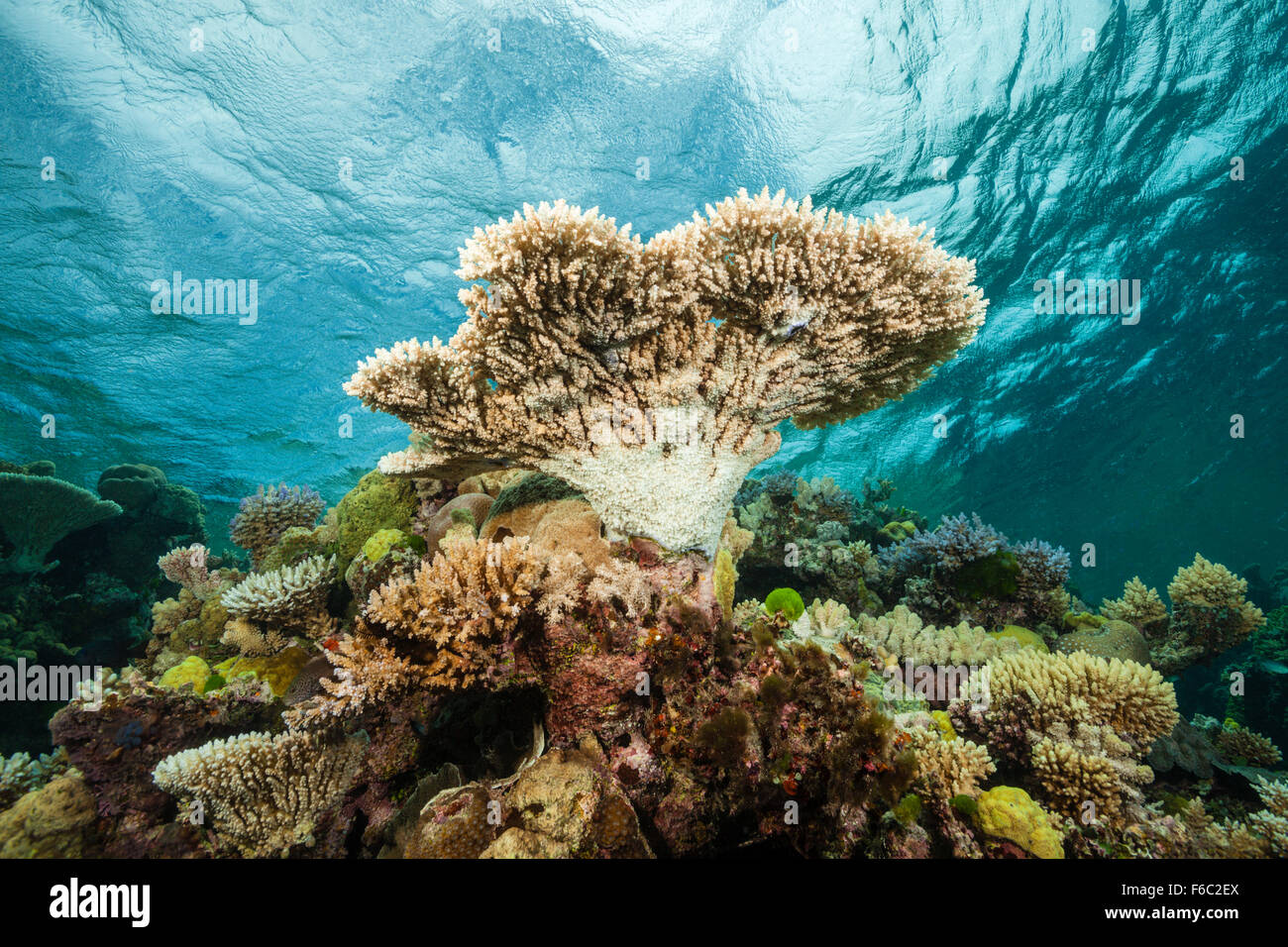 Coral Reef, della Grande Barriera Corallina, Australia Foto Stock