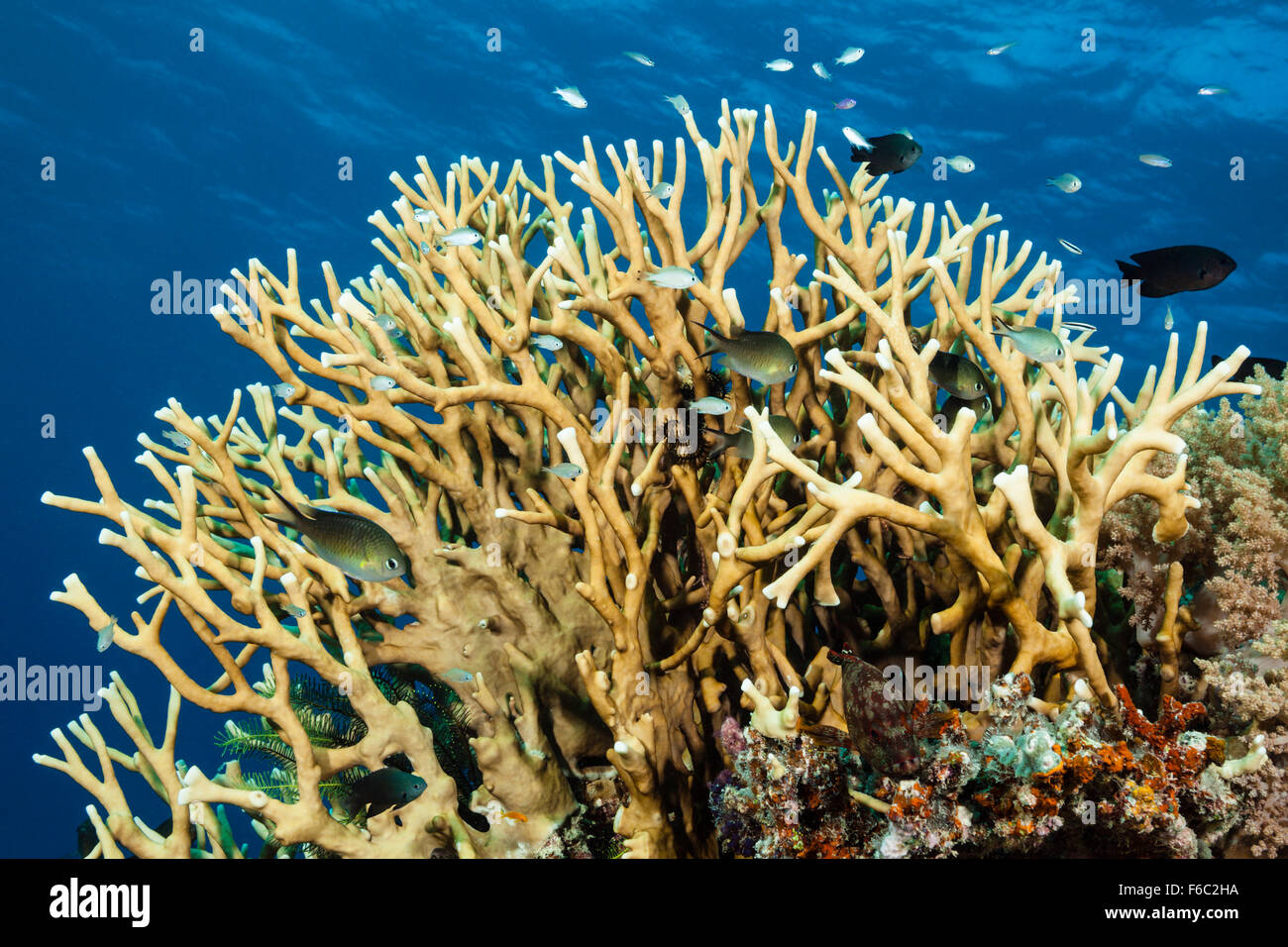 Coralfishes nel fuoco del corallo, la Grande Barriera Corallina, Australia Foto Stock