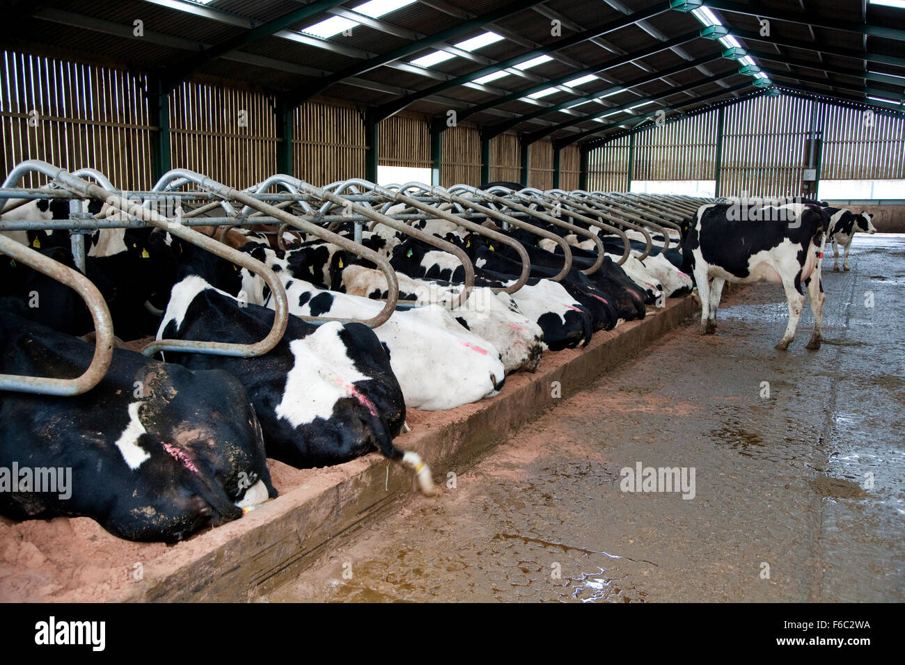 Holstein Vacche da latte sdraiato in sabbia di cabine con letti. England Regno Unito. La foto mostra un gran numero di vacche di cui in cubicoli che mostra una buona protezione degli animali Foto Stock