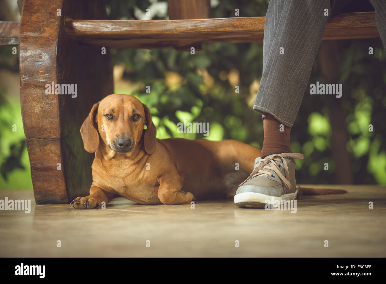 Cane sotto la panca in legno, fare compagnia al suo proprietario. Foto Stock