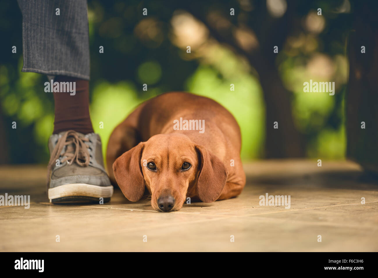 Un cane sotto il sedile, rendendo company per l'uomo. Foto Stock