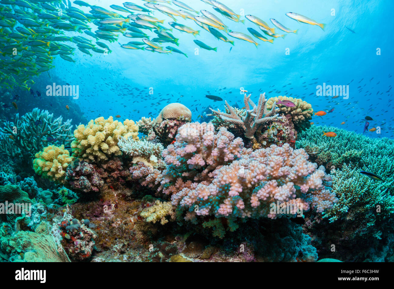 Coral Reef, Osprey Reef, Coral Sea, Australia Foto Stock