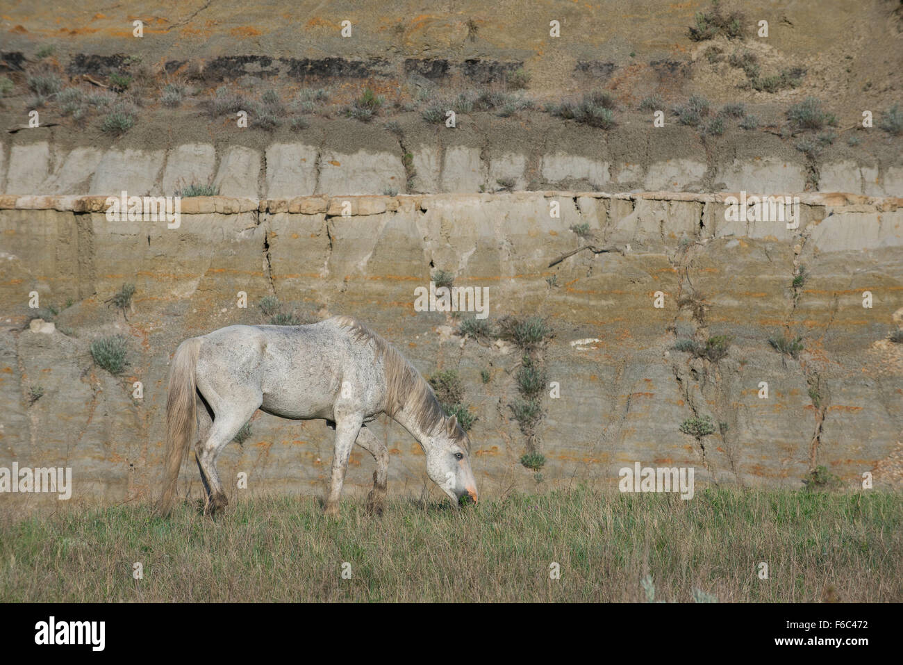 Wild Horse pascolo (Equs ferus), Mustangs Feral, Parco nazionale Theodore Roosevelt, North Dakota occidentale, America del Nord Foto Stock