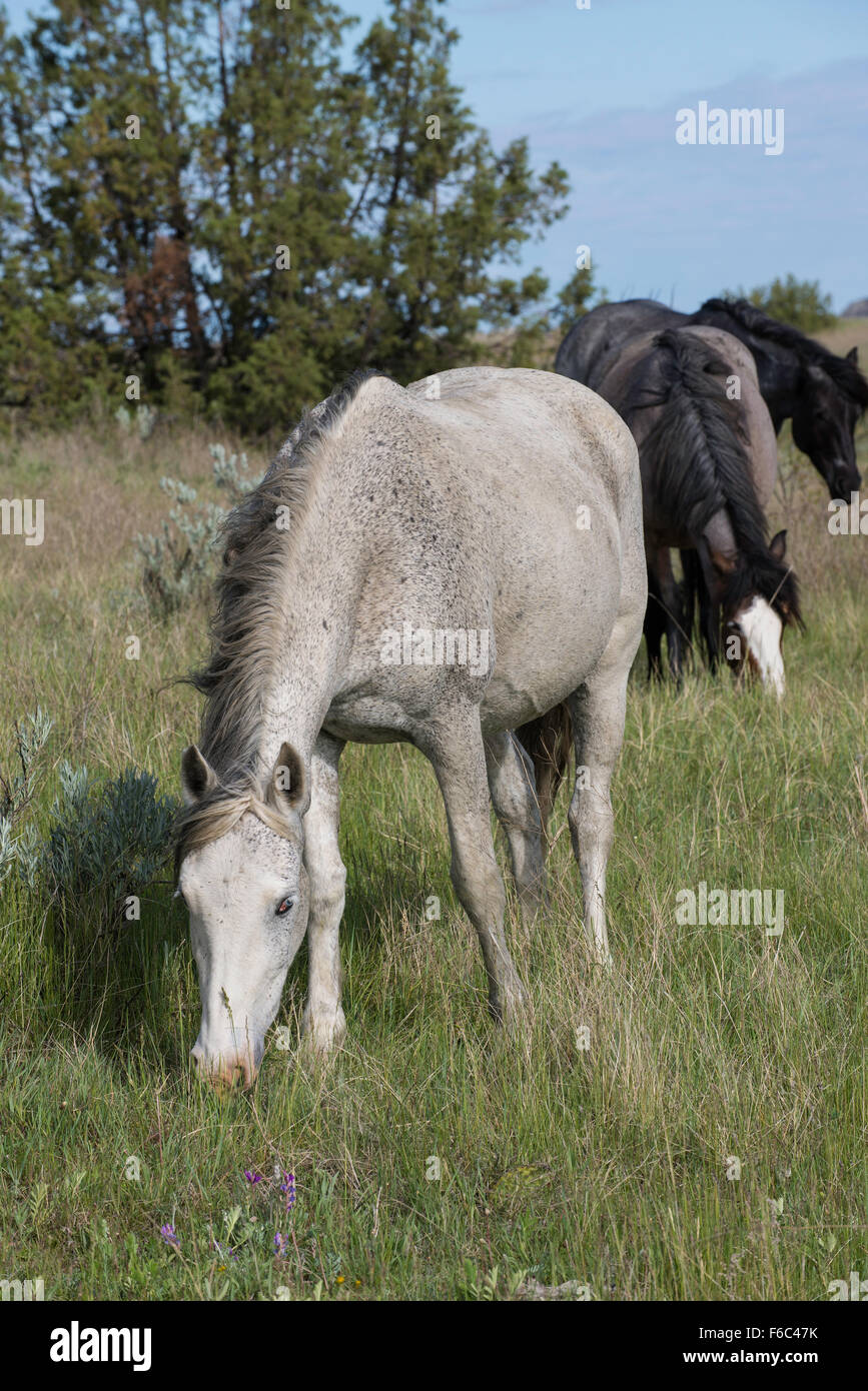 Cavalli selvaggi pascolo (Equs ferus), Mustangs Feral, Parco nazionale Theodore Roosevelt, North Dakota occidentale, America del Nord Foto Stock